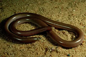Snouted: Prong-snouted blind snake