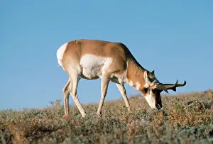 Pronghorn: Pronghorn