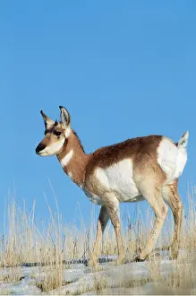 Antelopes: PRONGHORN