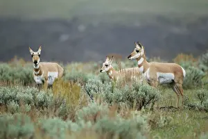 Antilocapra: Pronghorn Antelope