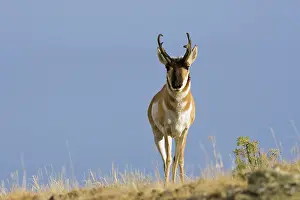 Antilocapra: Pronghorn Antelope