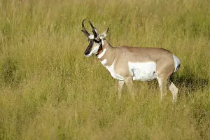 Antilocapra: Pronghorn Antelope