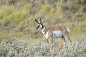 Antilocapra: Pronghorn Antelope