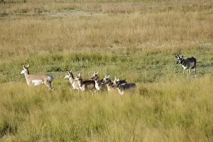 Antilocapra: Pronghorn Antelope
