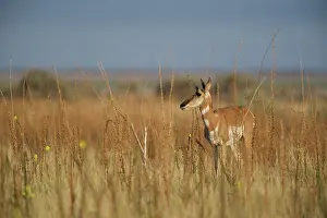 Americana: Pronghorn Antelope