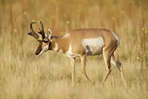 Americana: Pronghorn Antelope