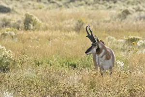 Pronghorn: Pronghorn Antelope (Antiloapra americana) buck