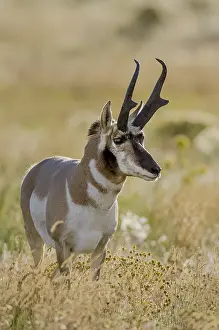 Pronghorn: Pronghorn Antelope (Antiloapra americana) buck