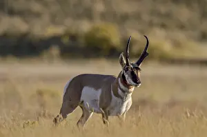Pronghorn: Pronghorn Antelope (Antiloapra americana) buck