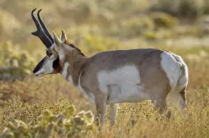 Pronghorn: Pronghorn Antelope (Antiloapra americana) buck