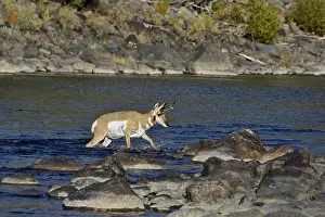 Antelopes: Pronghorn Antelope (Antiloapra americana) buck fording