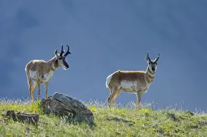 Pronghorn: Pronghorn Antelope (Antiloapra americana) bucks
