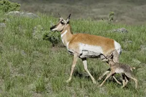 Pronghorn: Pronghorn Antelope (Antiloapra americana) doe with
