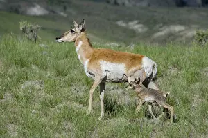 Pronghorn: Pronghorn Antelope (Antiloapra americana) doe with