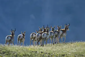 Pat And Tom Leeson (new Material): Pronghorn Antelope (Antiloapra americana) herd--mostly