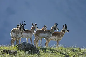 Pronghorn: Pronghorn Antelope (Antiloapra americana)--mostly