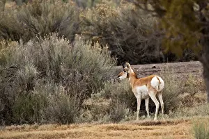 Ruminating: Pronghorn Antelope (Antilocapra americana). Near