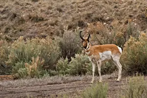 Ruminating: Pronghorn Antelope (Antilocapra americana). Near