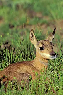 Antilocapra: Pronghorn ANTELOPE - fawn resting on prairie