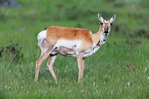 Antilocapra: Pronghorn Antelope - female - Lamar Valley Yellowstone