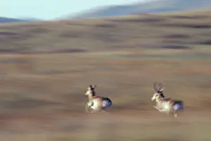 Antilocapra: Pronghorn Antelope - running
