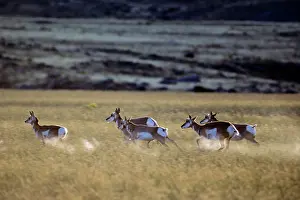 Antilocapra: Pronghorn Antelope - running in grassland
