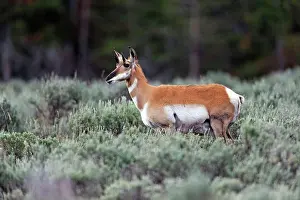 Antilocapra: Pronghorn Antelope - amongst sagebrush Grand Teton