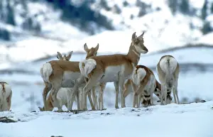 Antilocapra: Pronghorn Antelope - in snow