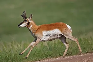 Dakota: Pronghorn (Antilocapra americana) male running