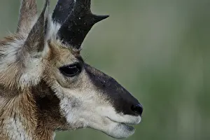 Antilocapra: Pronghorn buck close up - Close up on face of Pronghorn