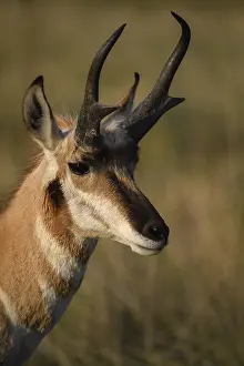 B Moose Peterson: Pronghorn buck close up - Close up on face of Pronghorn