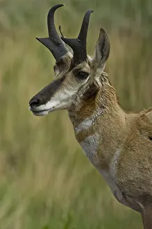 Antilocapra: Pronghorn buck close up - Close up of Pronghorn