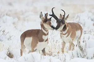 Archer: Pronghorn buck courting doe during autumn storm