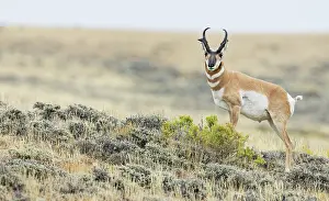 Ken Archer: Pronghorn buck courting a pair of unseen young doe's in
