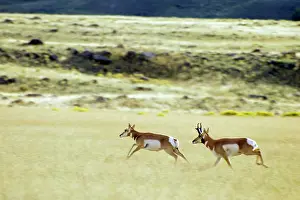 Antilocapra: Pronghorn - buck and doe. Buck is chasing doe who