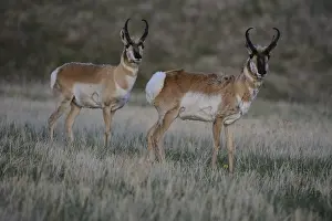 Dakota: Pronghorn buck pair - Pair of Pronghorn bucks standing