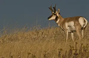 Antilocapra: Pronghorn buck - Pronghorn buck standing on top