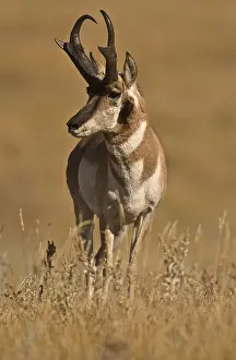Antilocapra: Pronghorn buck - Pronghorn buck starring alert at