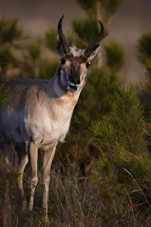 Stare: Pronghorn buck stare close up - Close up of Pronghorn