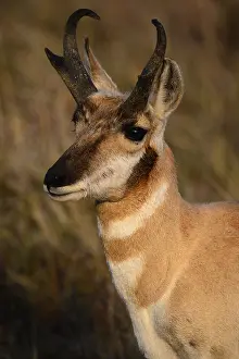 Stare: Pronghorn buck stare close up - Close up of Pronghorn