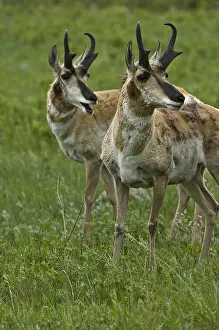 Antilocapra: Pronghorn bucks calling - Pronghorn buck calling