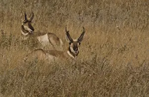 Antilocapra: Pronghorn bucks - Pronghorn bucks watching the distance