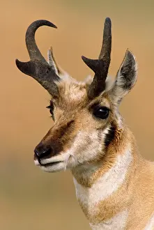 Antilocapra: PRONGHORN - close-up of head