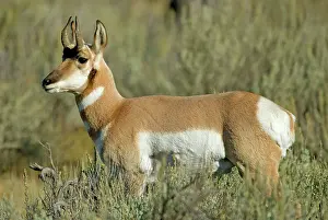 Antilocapra: Pronghorn - Close up side view looking left