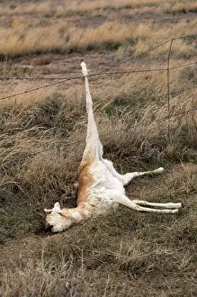 Victims: Pronghorn - death due to hind leg trapped in barbed