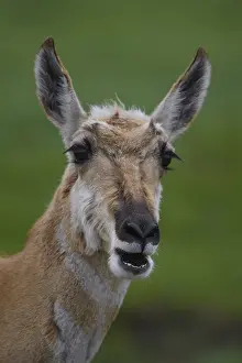 Antilocapra: Pronghorn doe close up - Close up on face of Pronghorn