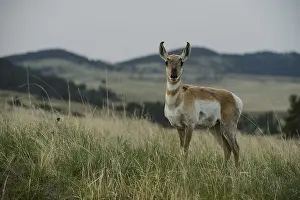 Dakota: Pronghorn female - Pronghorn female standing starring