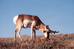 Antelopes: PRONGHORN - grazing