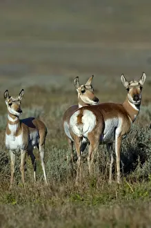 Antilocapra: Pronghorn - Group of three