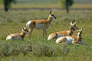 Antilocapra: Pronghorn - Group resting